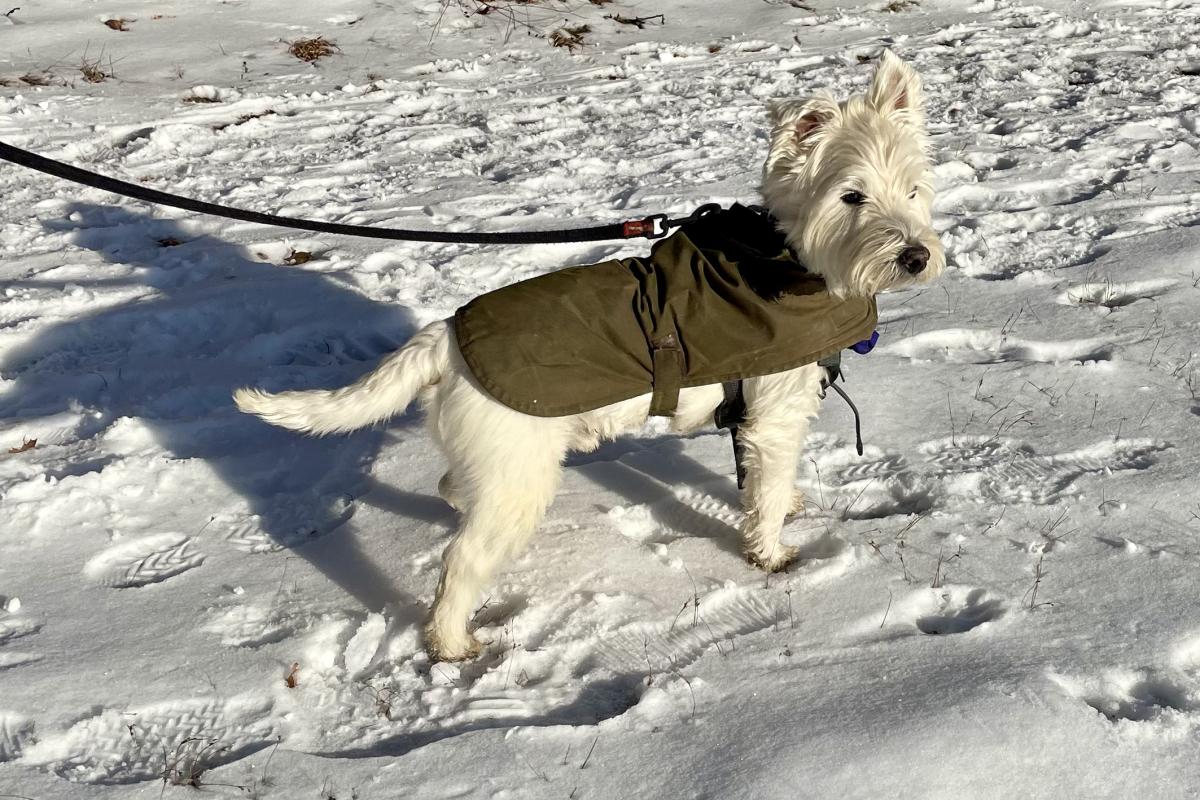 dog w sweater in snow