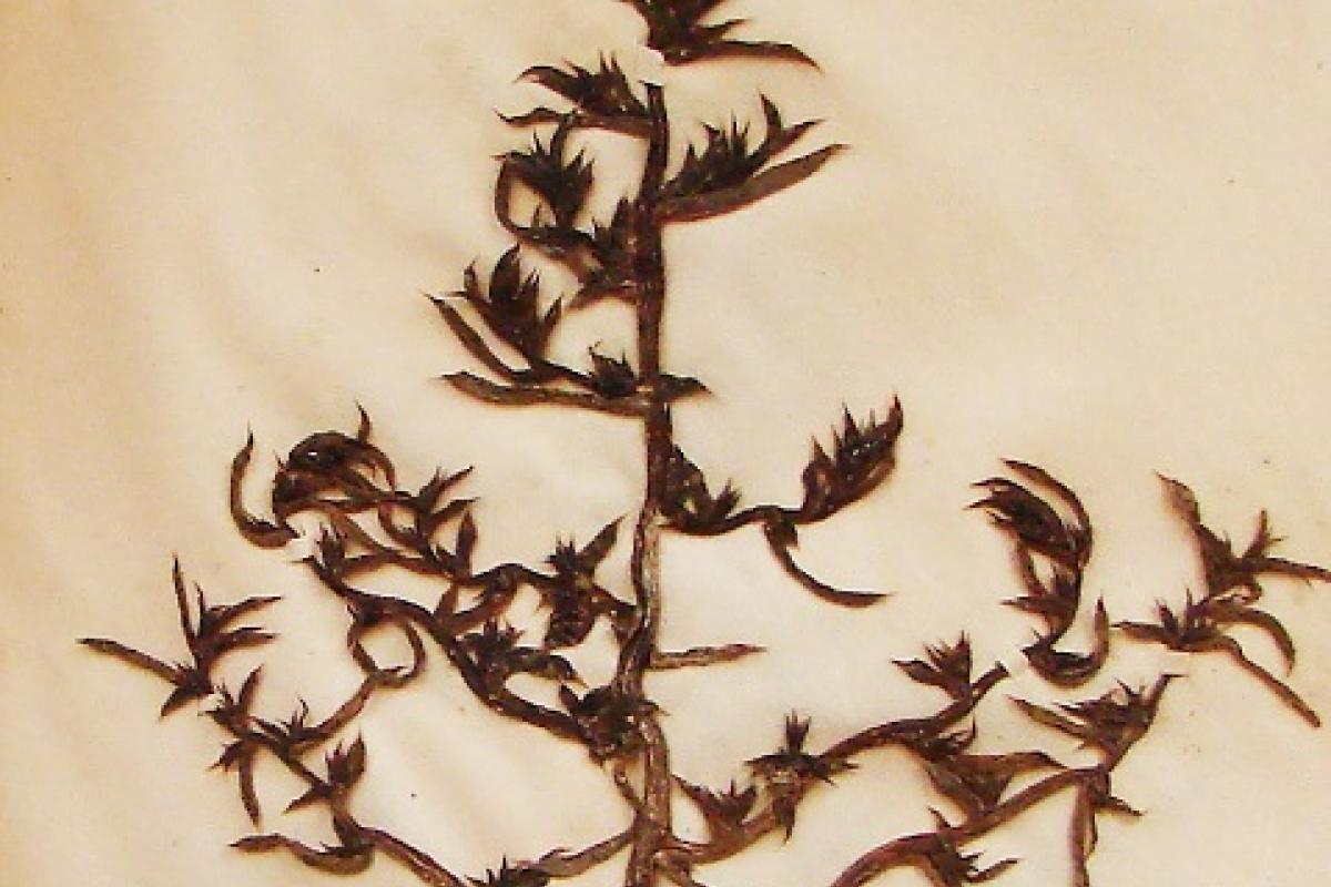 Salt Wort preserved plant sample