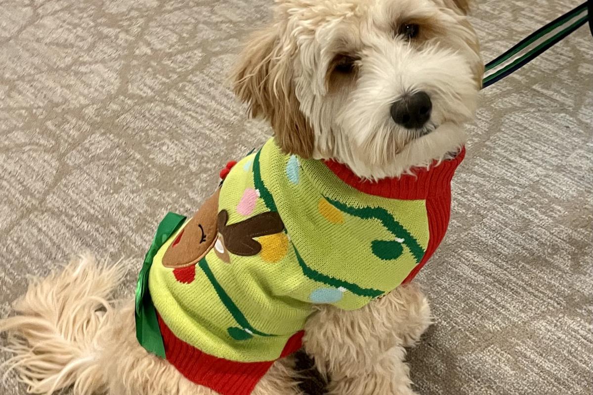 Dog with christmas sweater