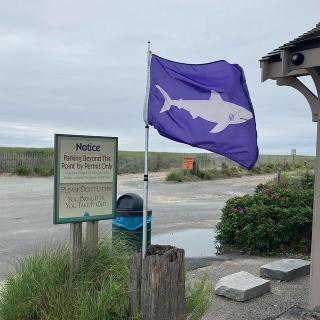 shark flag