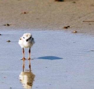 piping plover