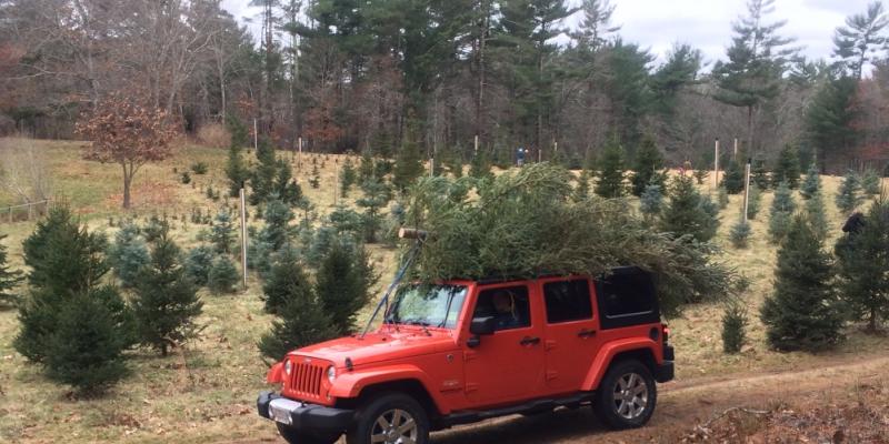 Bring Your Tree Home on Your Rooftop
